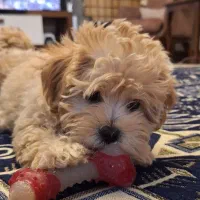 توله مالتیپو