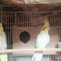 دو جفت عروس هلندی مولد به شرط در خونه تحویل بگیر