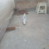 کفتر سرور|پرنده|تهران, بیسیم|دیوار