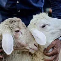 جشنواره تخفیف ویژه جهت قربانی وعقیقه گوسفند زنده|حیوانات مزرعه|مشهد, کشاورز|دیوار