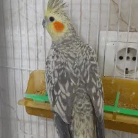 عروس دستی|پرنده|گلبهار, شهر جدید گلبهار|دیوار