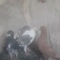 ماده پلاکی و بهبهانی