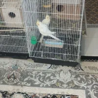 عروس هلندی نرماده