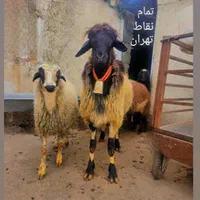 افشار عرضه دام زنده تهران