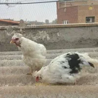 جوجه گلین و مرغ تخم گزار و خروس و کوشین