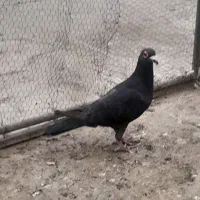 همه‌ جور هست|پرنده|قم, نخودی|دیوار