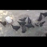 فروش تعدادی مرغ مرندی