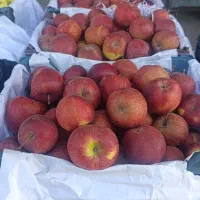 فروش سیب درختی .