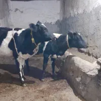 کوساله ماده