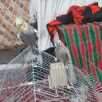 دو جفت عروس هلندی مولد|پرنده|محمدشهر, کوی بهار|دیوار