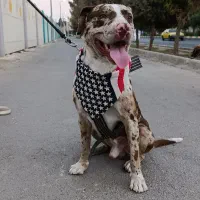 سگ نر دو رگه|سگ|مشکیندشت, |دیوار