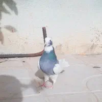 کبوترطوقی طوق سبز ماده فسا