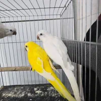 پرنده راهب زرد سفید آبی سبز همه رنگ خریدارم