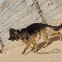 فروش سگ نر ژرمن شپرد