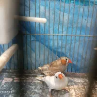 چند جفت فنج مولد