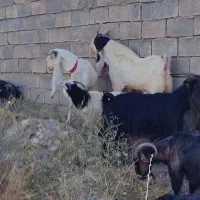 یک راس بز نر گلابی با شش بز گلابی ونژدی|حیوانات مزرعه|باغ ملک, |دیوار