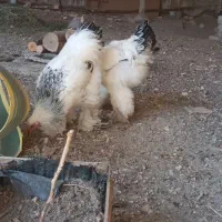 نیمچه خروس برهما|حیوانات مزرعه|باغ بهادران, |دیوار