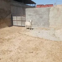 بره نر