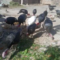 بقلمون|حیوانات مزرعه|تربت جام, پاسداران|دیوار
