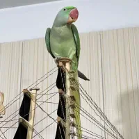 شاه طوطی کاملا دستی