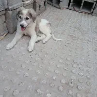 سگ دوبرمن
