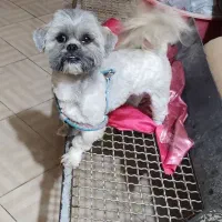 فروش سگ نر نژاد شیتزو|سگ|کرمان, |دیوار