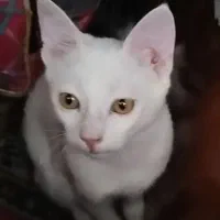 گربه واگذار