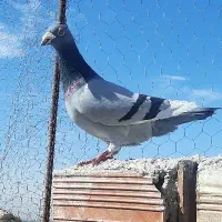 کبوتر سبزپلنگ سوراخ