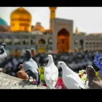 تور مشهدمقدس