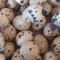 تخم بلدرچین خوراکی و نطفه دار