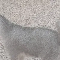 کهره ماده چاق چاق و تپل|حیوانات مزرعه|بندر کنگان, |دیوار