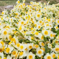 پخش عمده روزانه گل نرگس