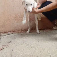 پا کوتاه ماده