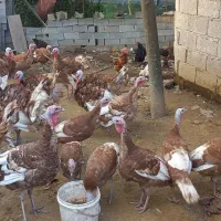 بوقلمون نرو ماده با قیمت مناسب