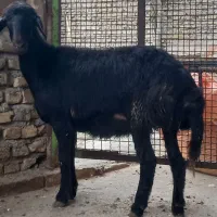 گوسفند بره داربابره نردرشت وتقلی ماده کردستانی لخت|حیوانات مزرعه|گرگان, |دیوار