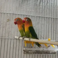 ۲ عدد کوتوله برزیلی نروماده