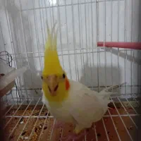 یک جفت عروس هلندی مولدباجوجه|پرنده|بجنورد, |دیوار