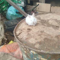 بچه خرگوش|موش و خرگوش|قائن, |دیوار