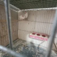 فنج نرگسی|پرنده|مهریز, |دیوار