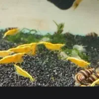 شریمپ میگو کامبارلوس ماهی پلنت گوپی حلزون|ماهی|تهران, نارمک|دیوار