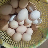 تخم‌مرغ محلی درشت