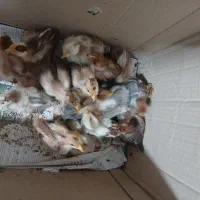 ۱۶ تا جوجه محلی گردن لختی