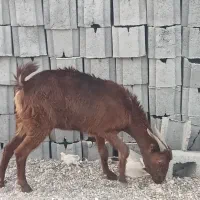 فروش گوسفند محلی|حیوانات مزرعه|رودخانه, |دیوار