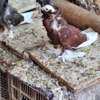 کبوتر شامپیون|پرنده|جرقویه, |دیوار