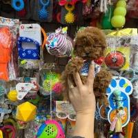 نژاد کوچک خانگی ژورنالی شیتزو و pamerپاممر خرسی و|سگ|تهران, سعادت‌آباد|دیوار