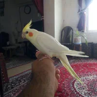 عروس  هلندی جوجه