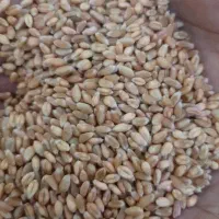 گندم پیشگام