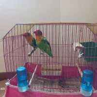 فروش یک جفت طوطی برزیلی|پرنده|کتالم و سادات شهر, |دیوار