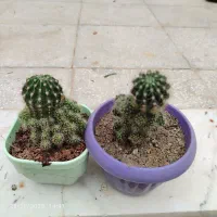 گل کاکتوس پرا پاجوش