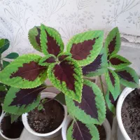 گل وگیاه طبیعی  آپارتمانی